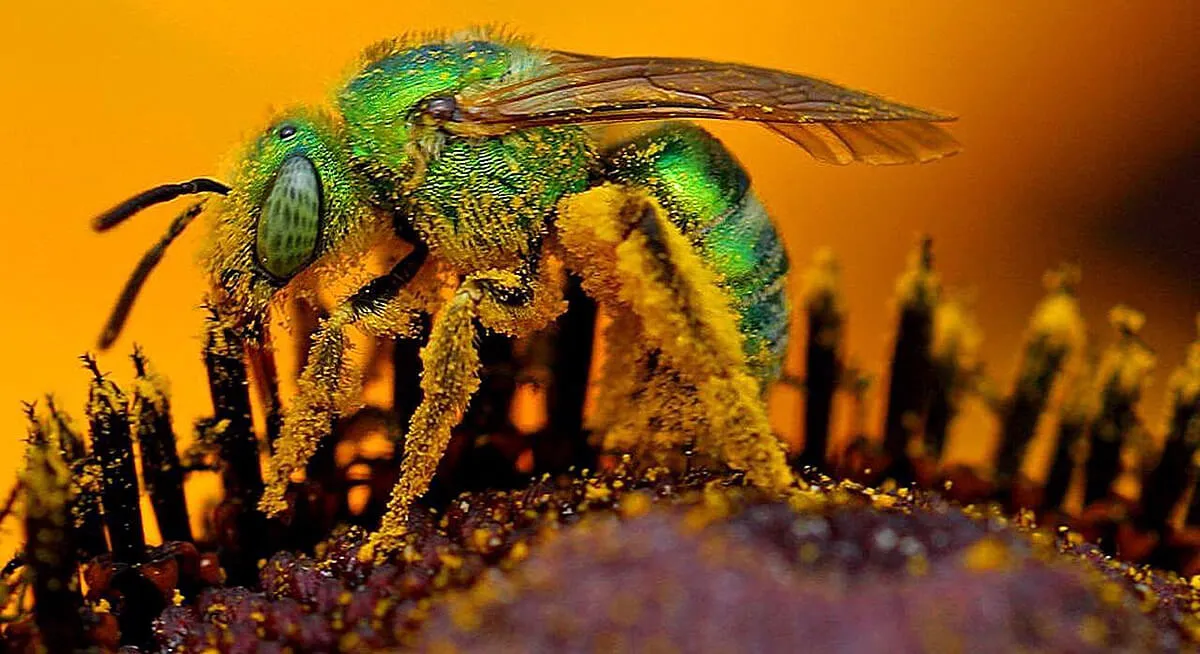 Makro Fotografia